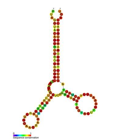 Structure And Genome Of Hiv