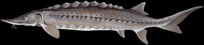 Sturgeon