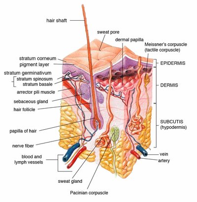 Subcutaneous Tissue