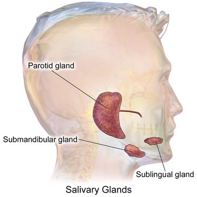 Submandibular Gland