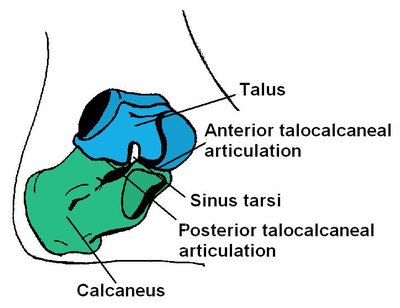 Subtalar Joint