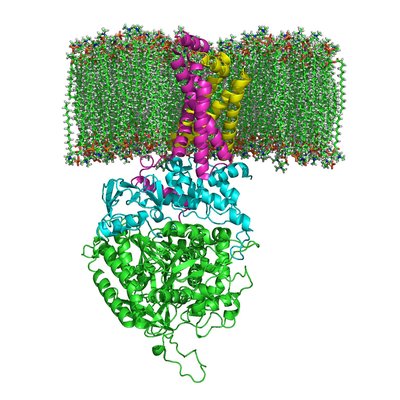 Succinate Dehydrogenase