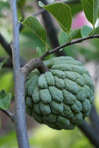 Sugar apple