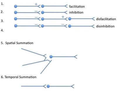 Summation (neurophysiology)