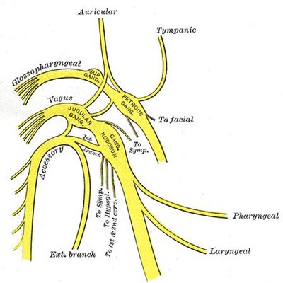 Superior laryngeal nerve