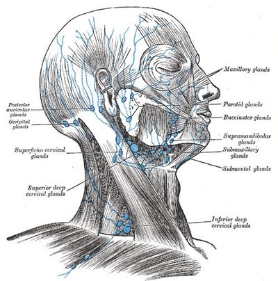 Supraclavicular Lymph Nodes