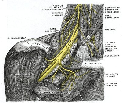 Suprascapular Nerve