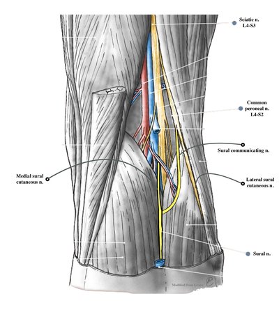 Sural Nerve
