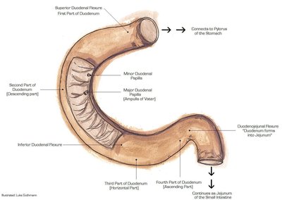 Suspensory muscle of duodenum