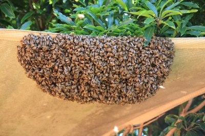 Swarming (Honey Bee)