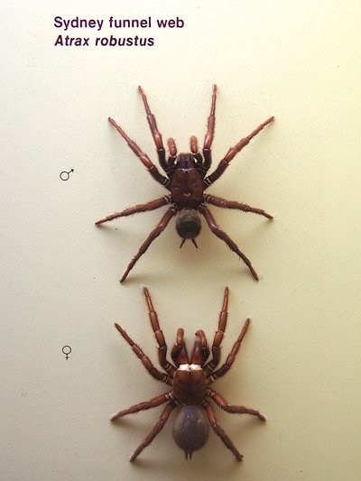 Sydney funnel-web spider