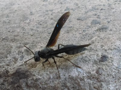 Synoeca Septentrionalis