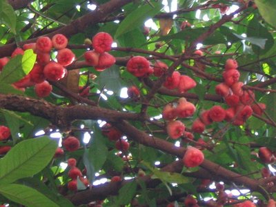 Syzygium Samarangense