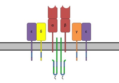 T-Cell Receptor