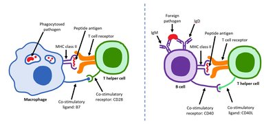 T Helper Cell