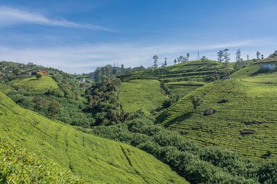 Tea production in Sri Lanka