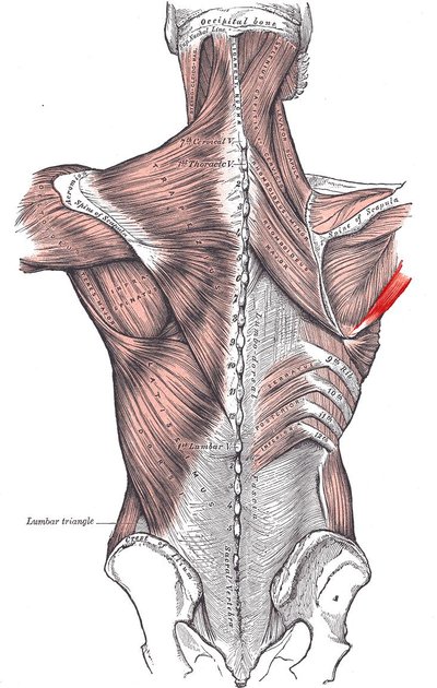 Teres major muscle