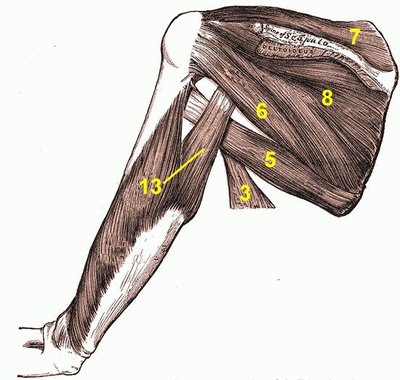 Teres Minor Muscle