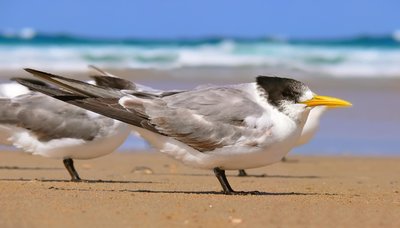Tern