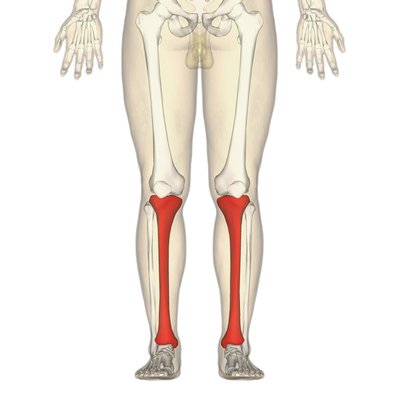 Tibia