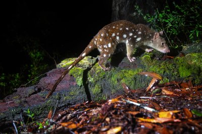 Tiger quoll