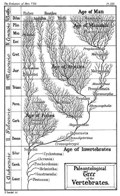 Timeline Of Human Evolution