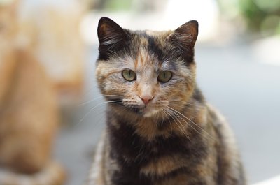 Tortoiseshell Cat