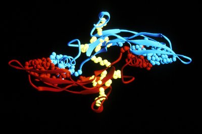 Transforming Growth Factor Beta