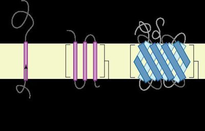 Transmembrane Protein