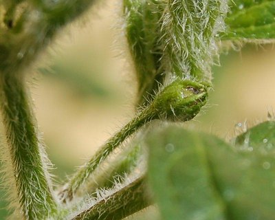 Trichome