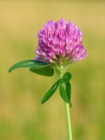 Trifolium pratense
