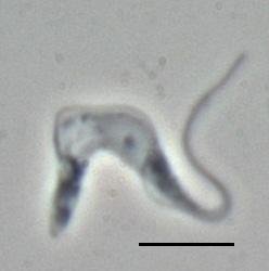 Trypanosoma Brucei