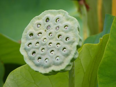 Trypophobia