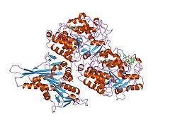 Tubulin