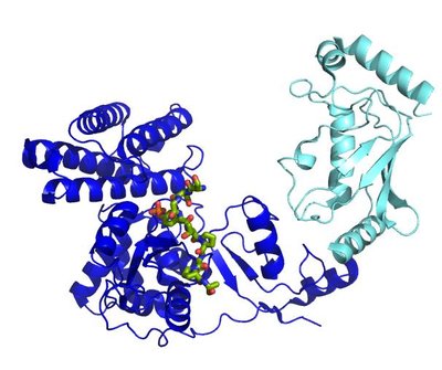 Ubiquitin Ligase