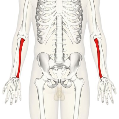 Ulna