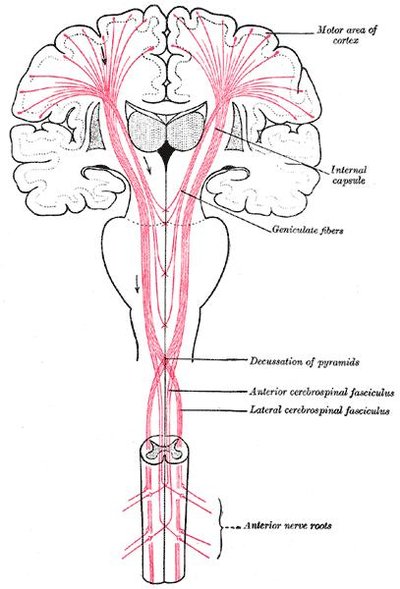 Upper Motor Neuron Lesion