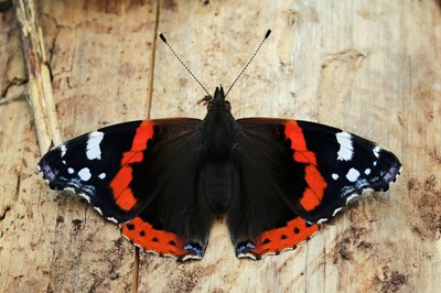 Vanessa atalanta
