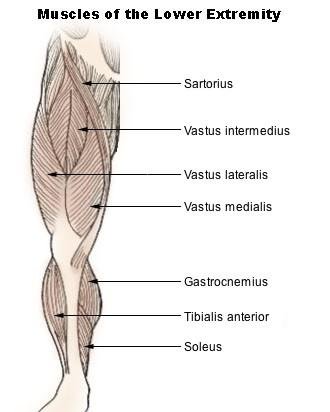 Vastus Medialis