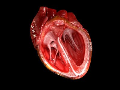 Ventricle (Heart)