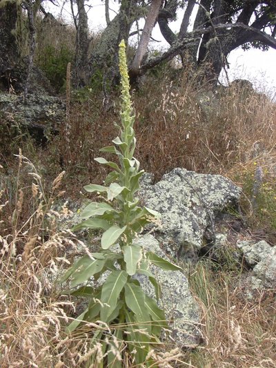 Verbascum Thapsus