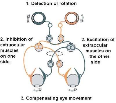 Vestibulo–Ocular Reflex