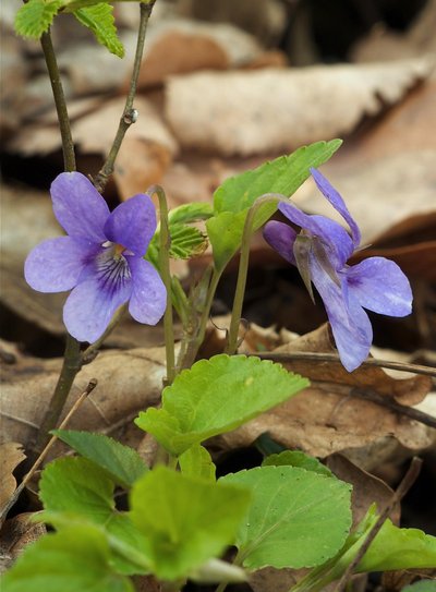 Viola (Plant)