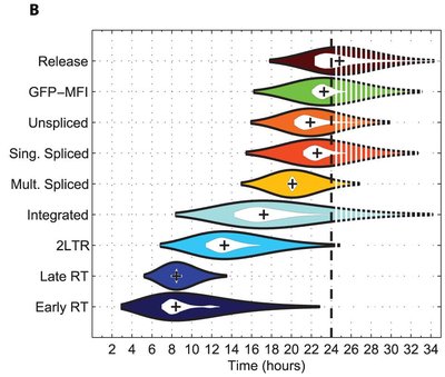 Violin Plot