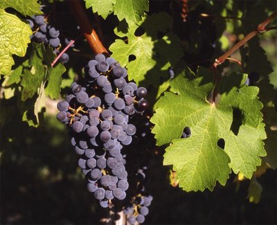 Vitis Vinifera