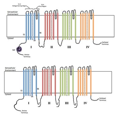 Voltage-gated ion channel