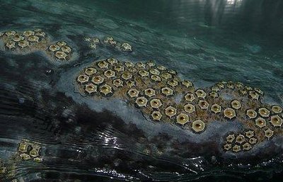 Whale Barnacle