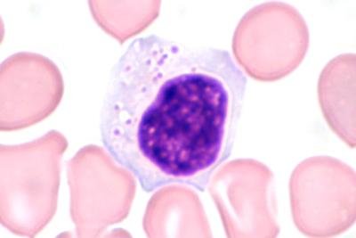 White Blood Cell