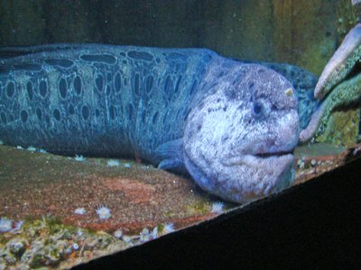 Wolf eel