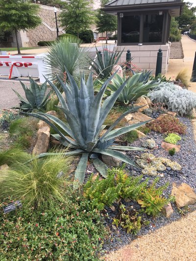 Xeriscaping